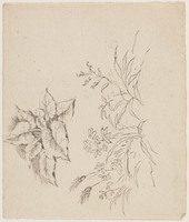 KT 2001 192
<br/>
Plant
<br/>
<em>Claterbos, Augustijn (1750-1828)</em>